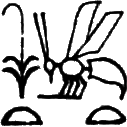 glyph