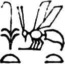 glyph