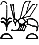 glyph