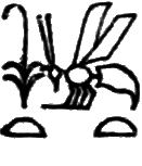glyph