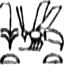 glyph
