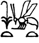 glyph