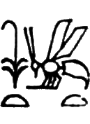 glyph