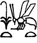 glyph
