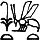 glyph