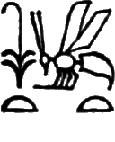 glyph