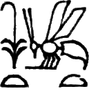 glyph