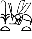 glyph