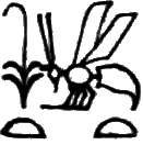 glyph