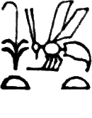glyph