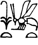 glyph