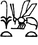 glyph