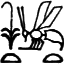 glyph