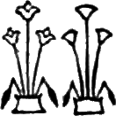 glyph