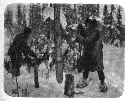 Mgr Breynat et le F. Marc abattant des arbres pour le feu
du campement