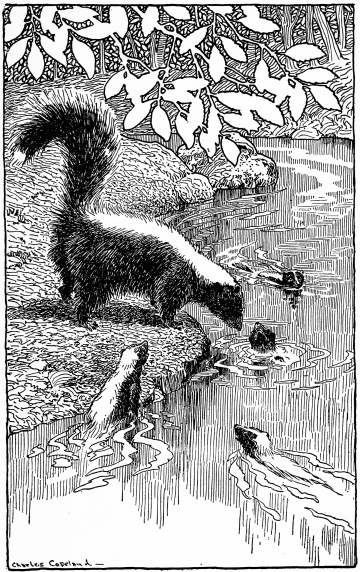 Mrs. White-Spot Teaching the Little Skunks How to Take a
Bath