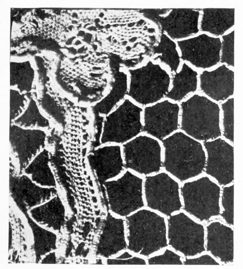 Detail of Lace network
