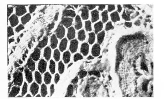 Detail of Lace with thin edged hexagons