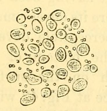 Fig. 41.