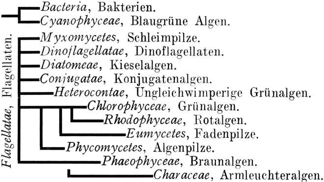 Die 14 Klassen der
   Thallophythen