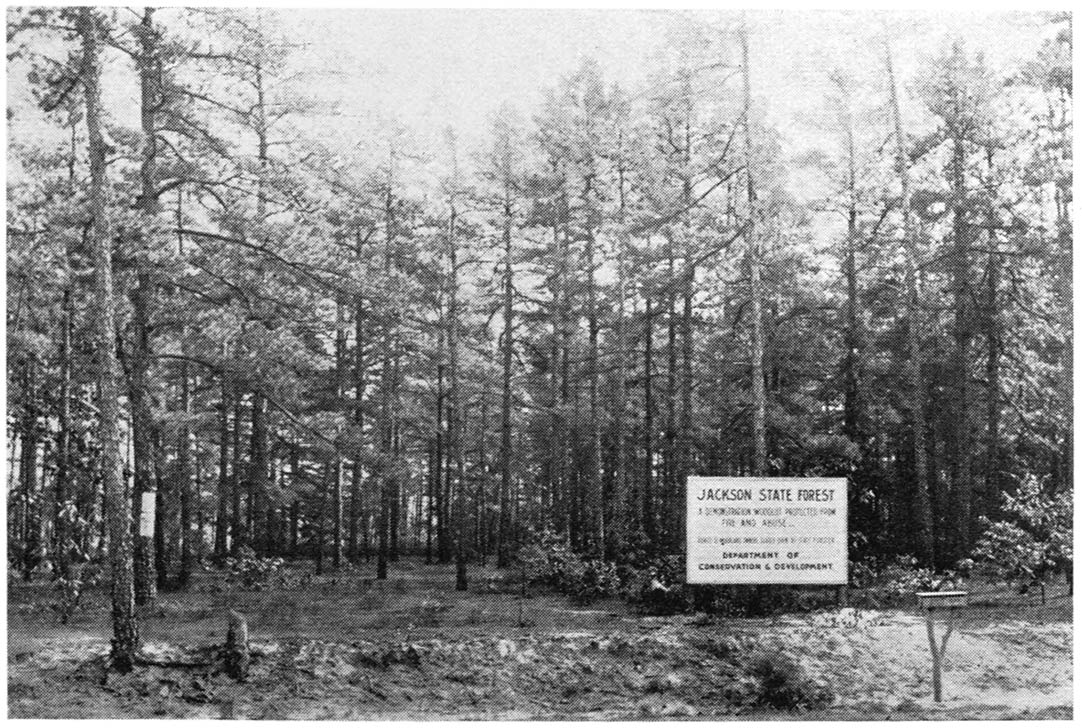 Pine forests in Southern New Jersey. Camping sites are available
both in the North Jersey and the South Jersey State
Forests