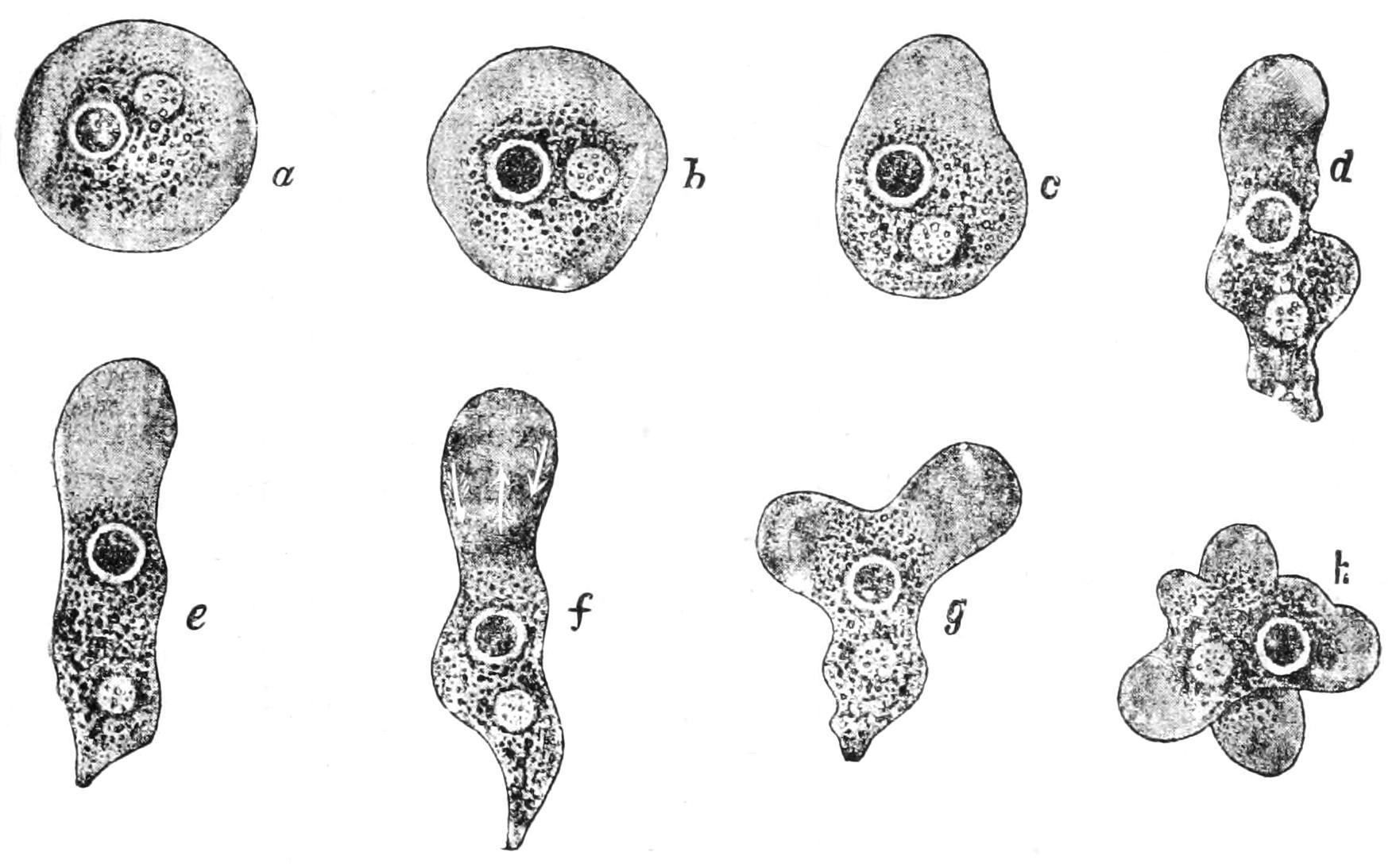 fig1
