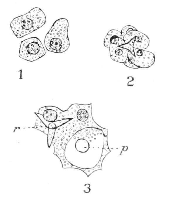 fig116