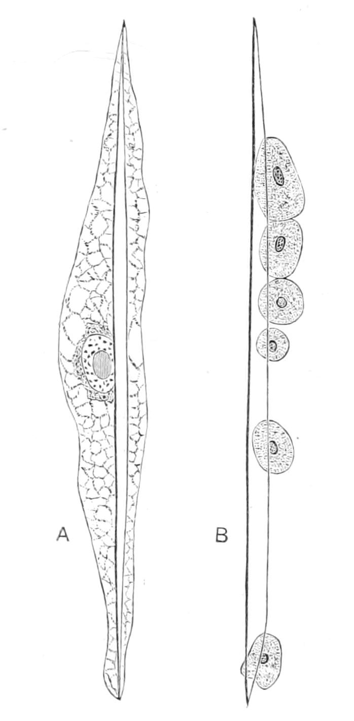 fig118