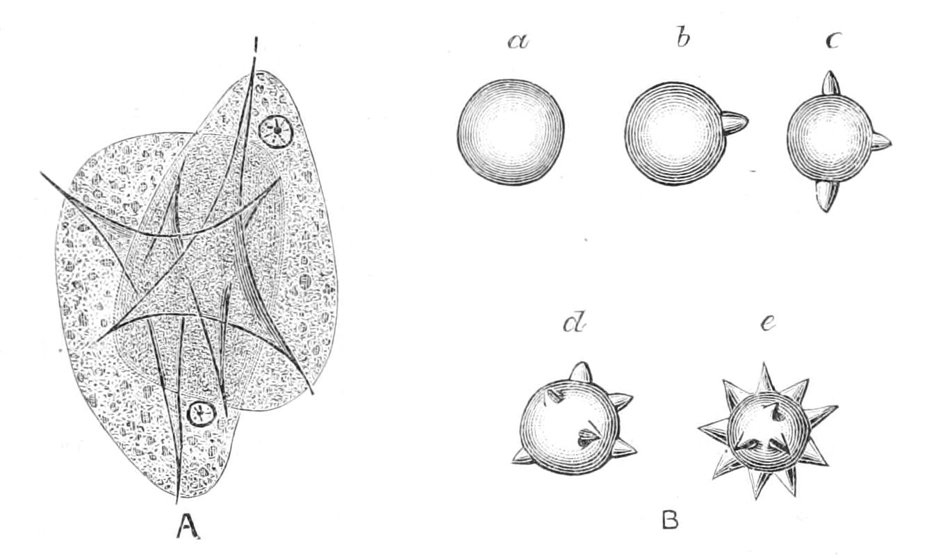 fig119