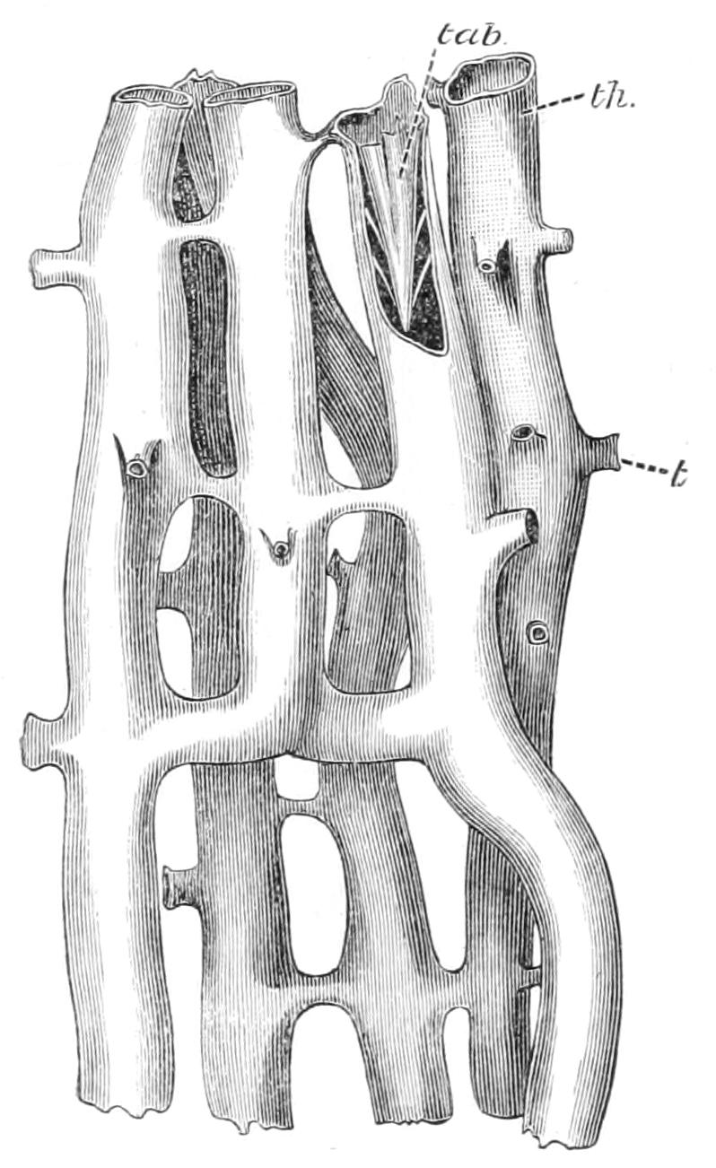 fig152