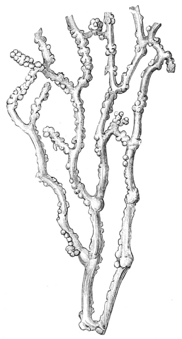 fig155