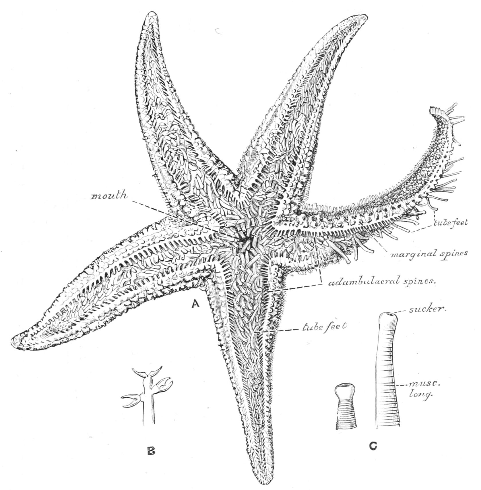 fig187