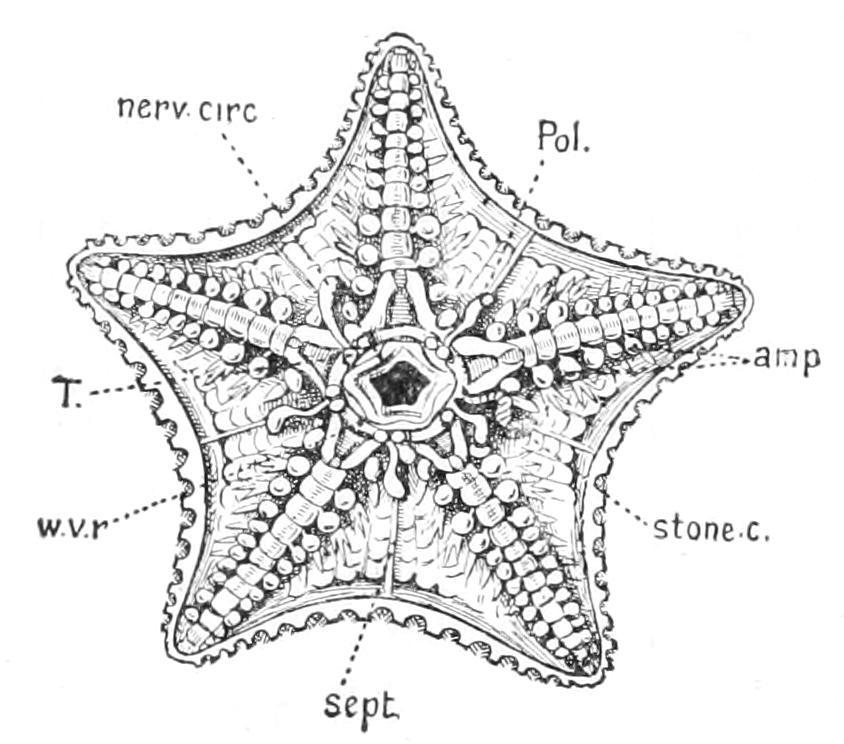 fig196