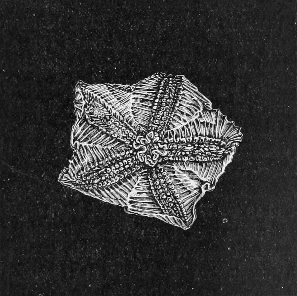 fig199