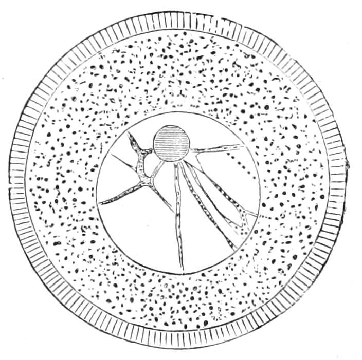 fig2