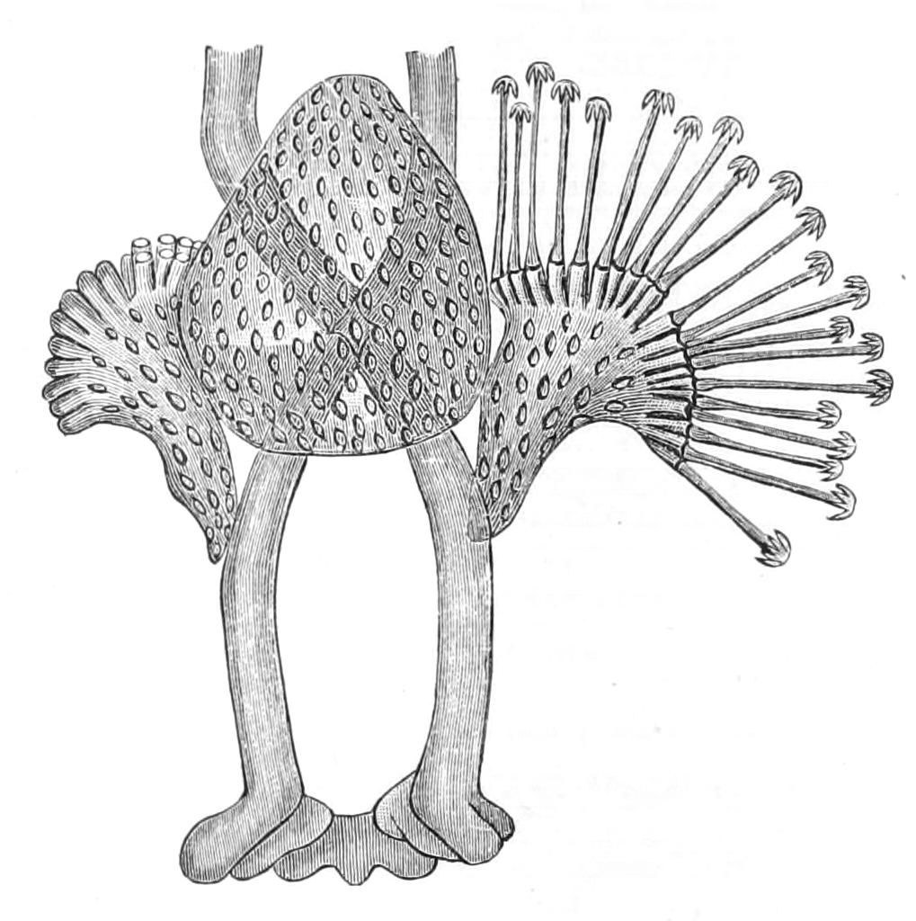fig216