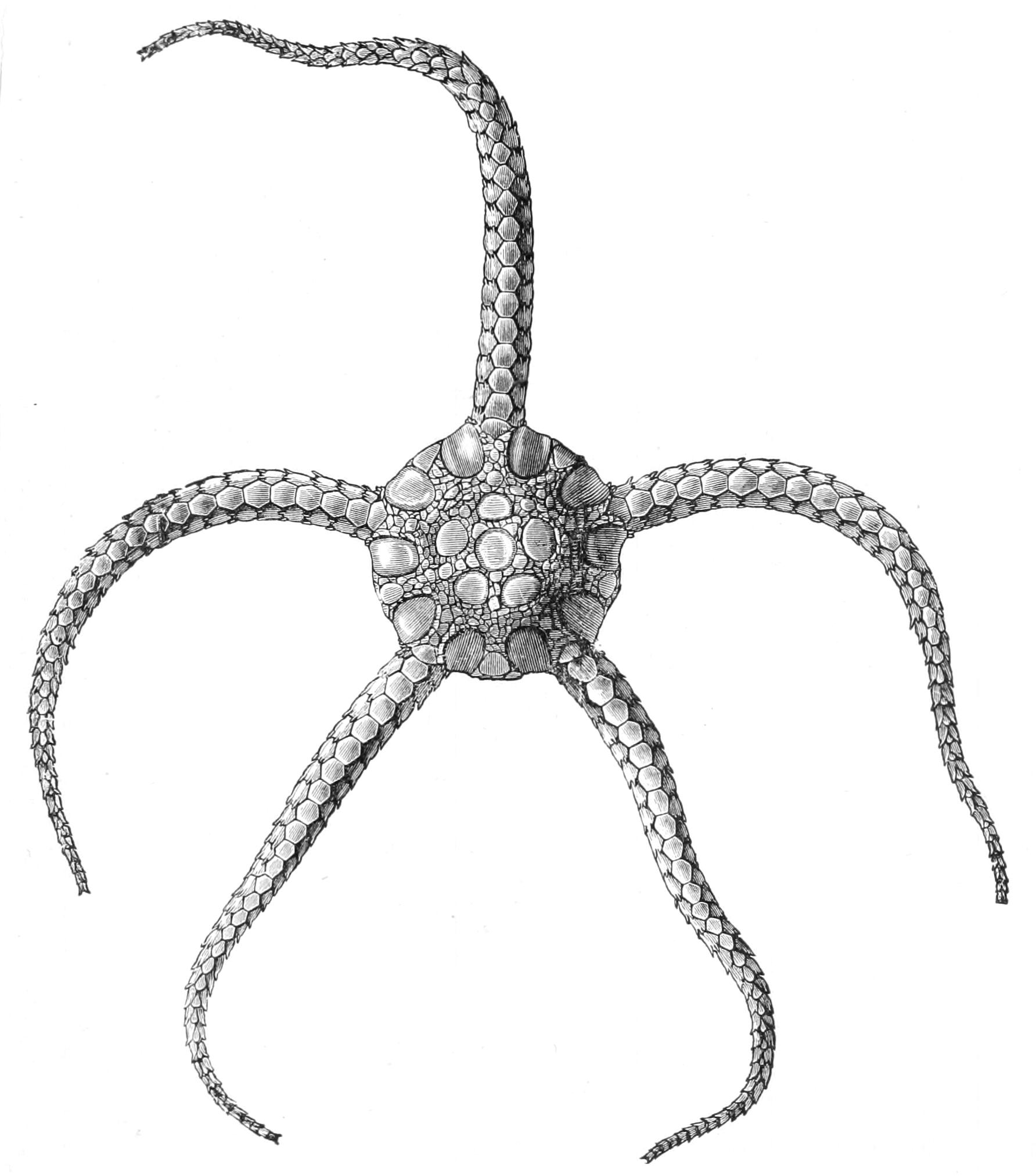 fig217