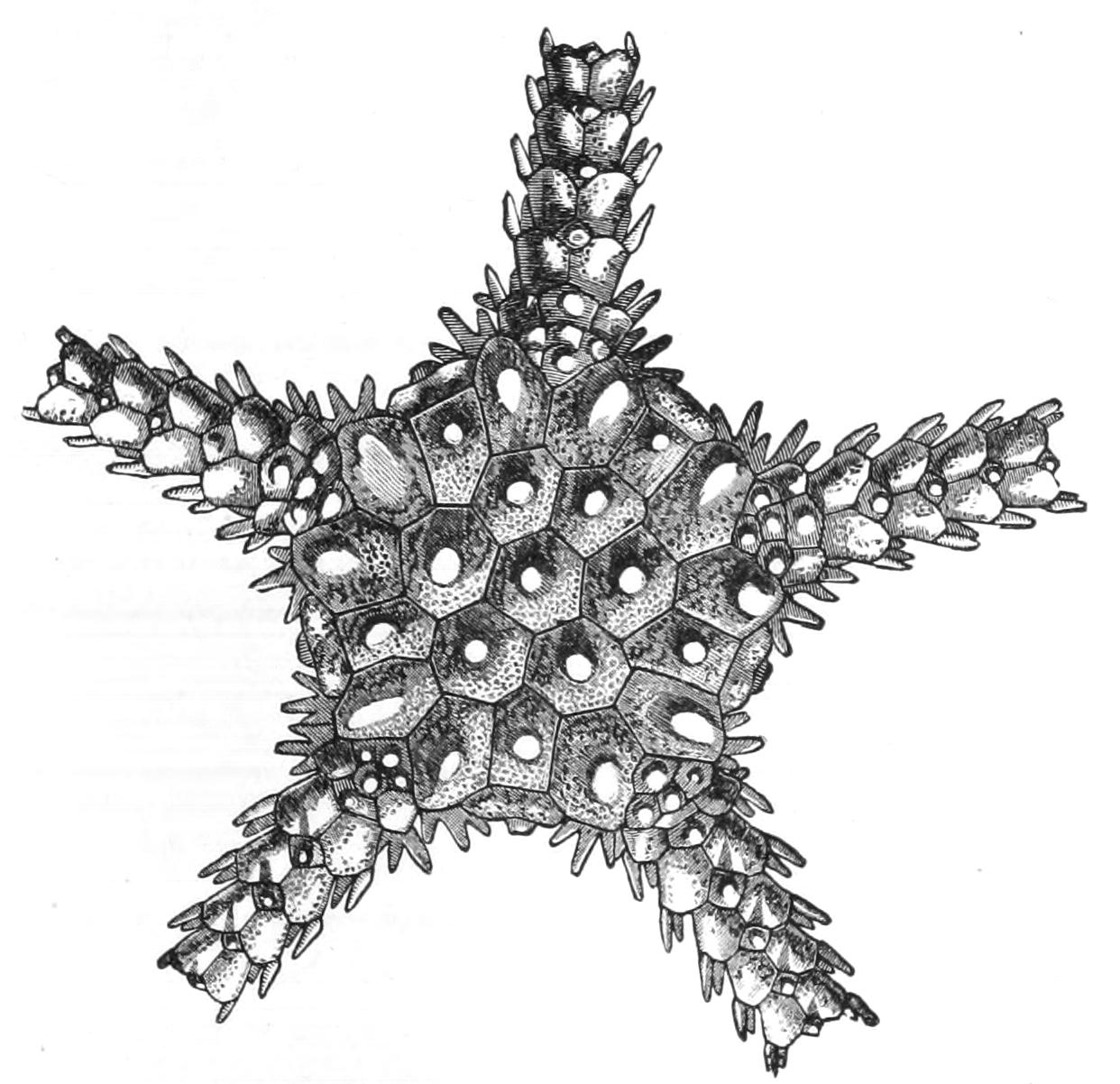 fig219