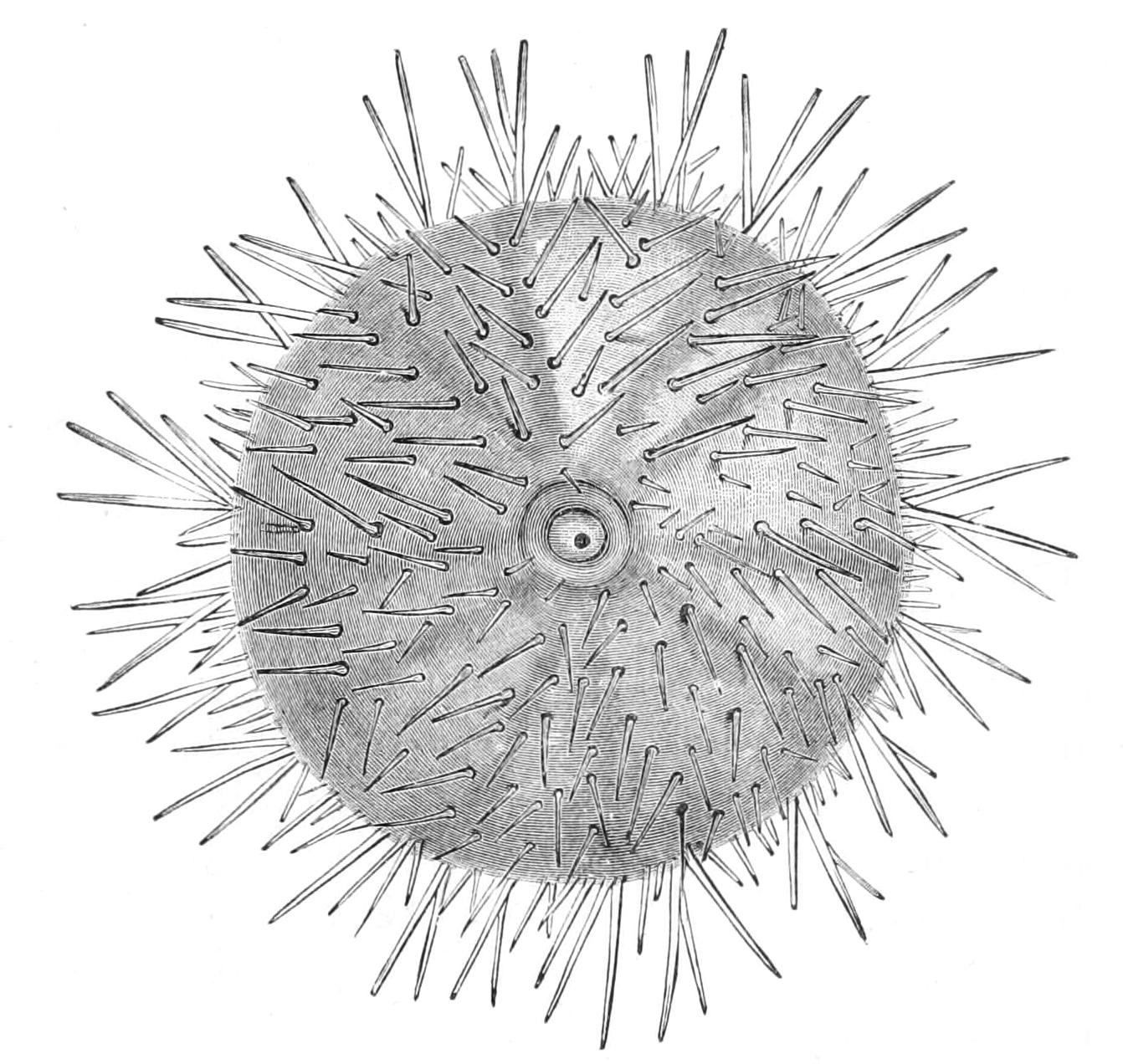 fig223