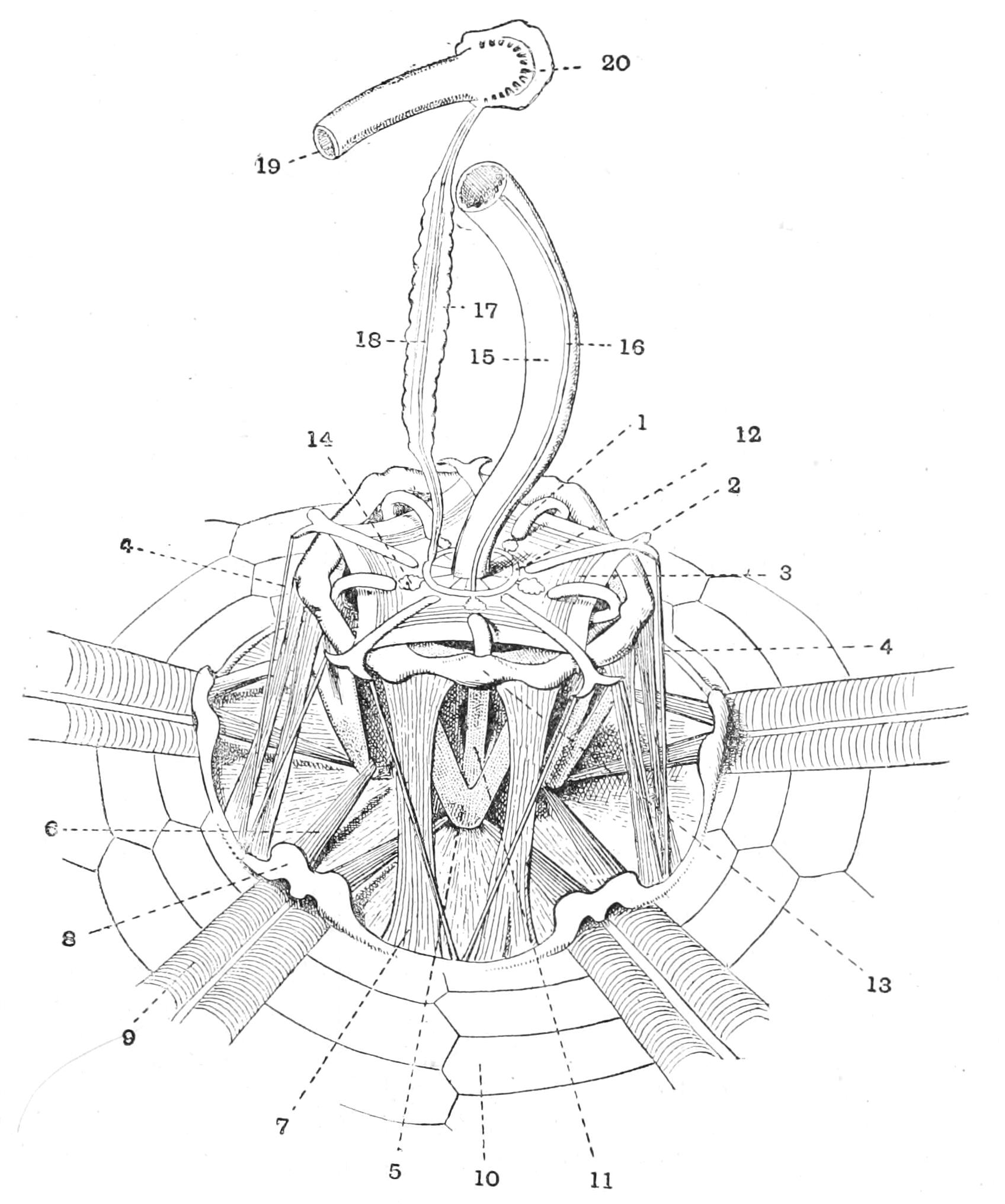 fig234