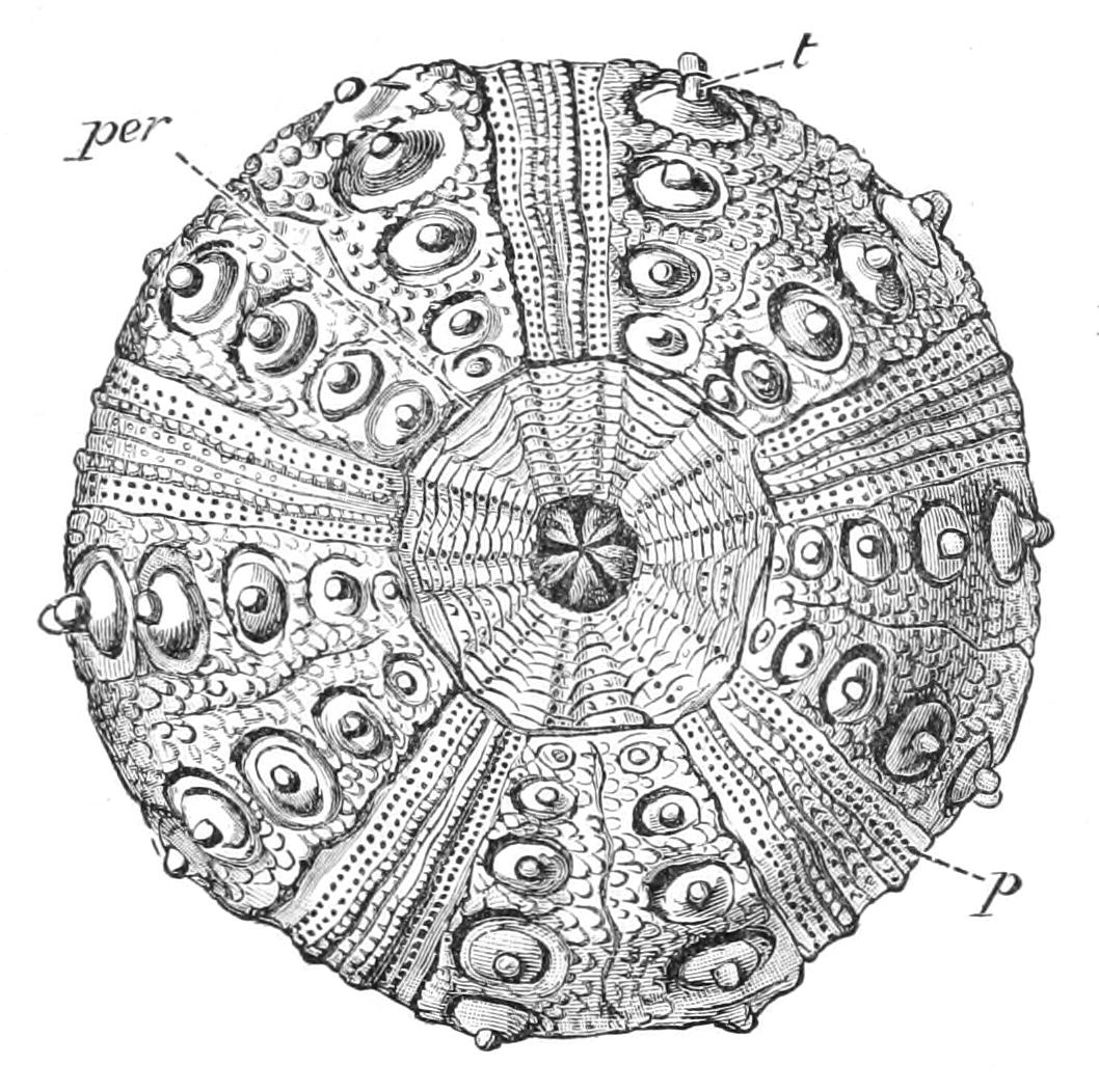 fig235