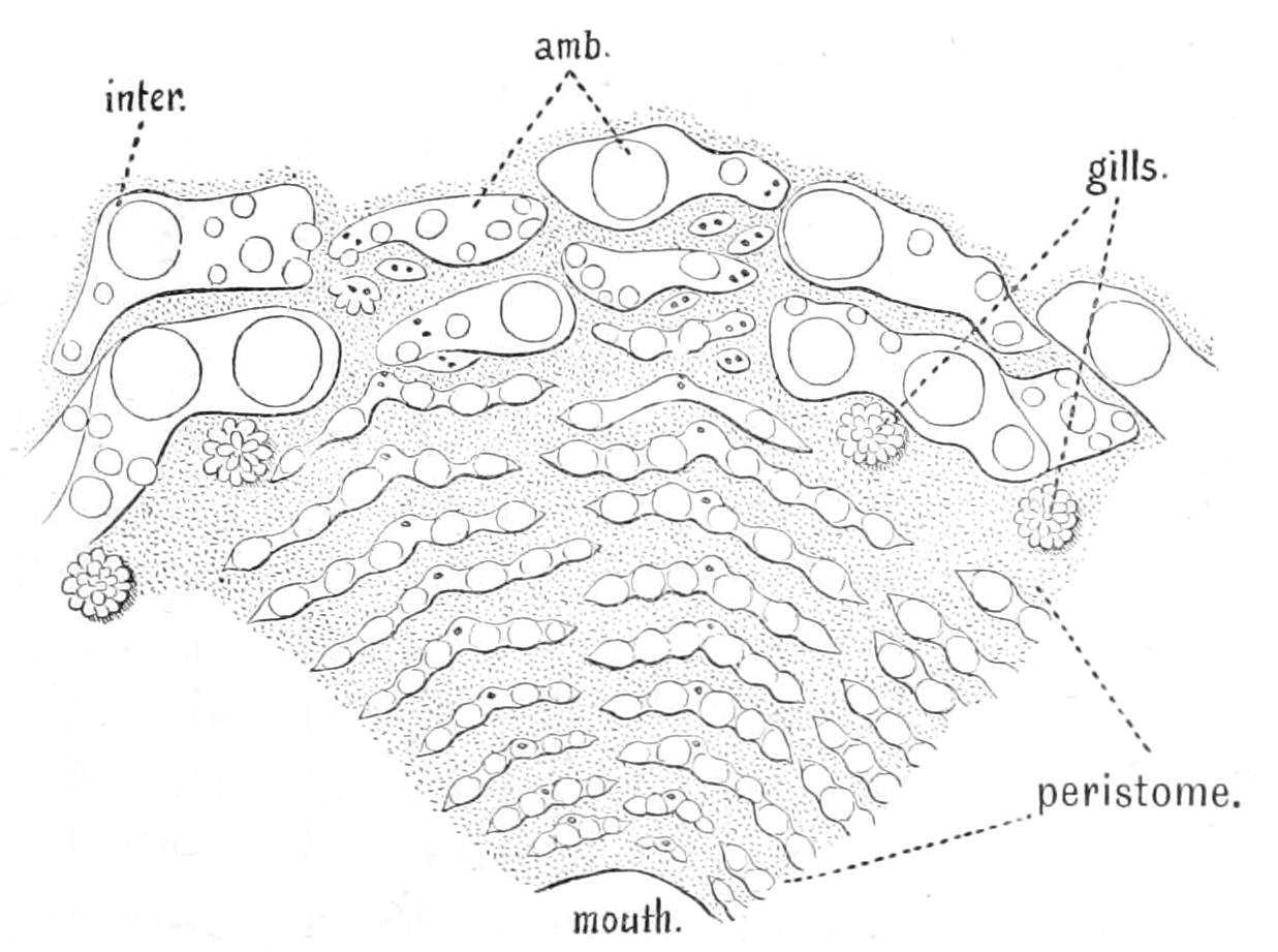 fig239