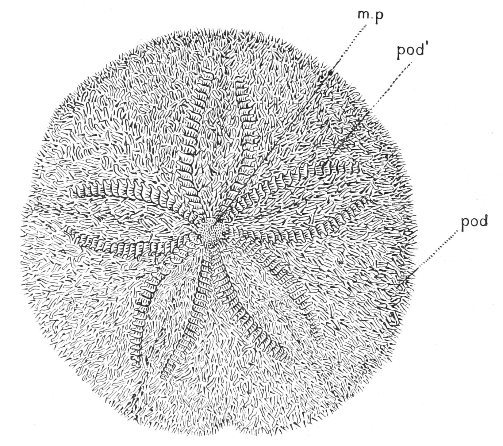 fig242
