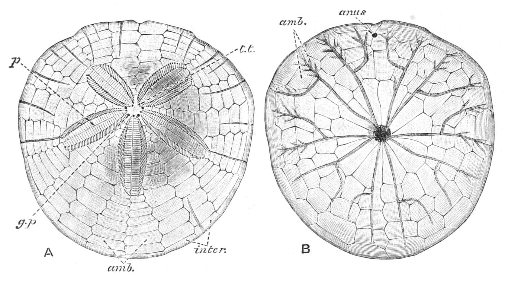 fig243