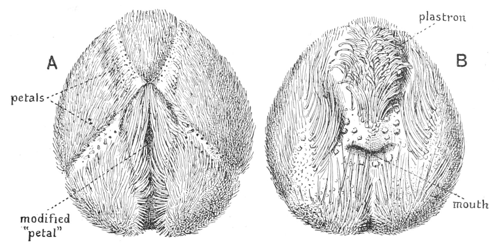 fig245
