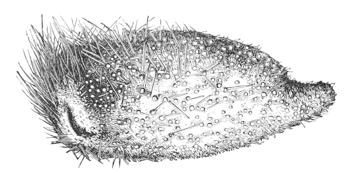 fig249