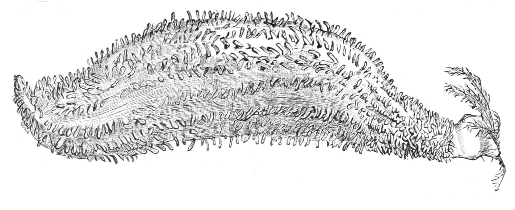 fig260
