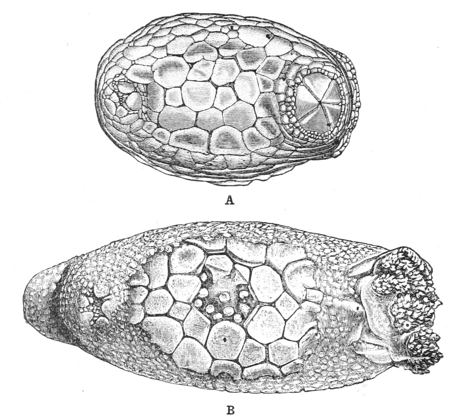 fig261