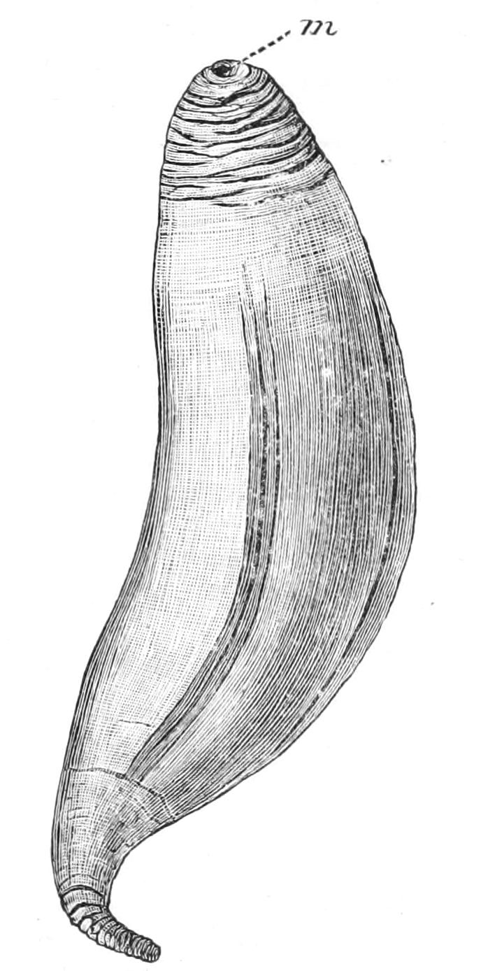 fig262