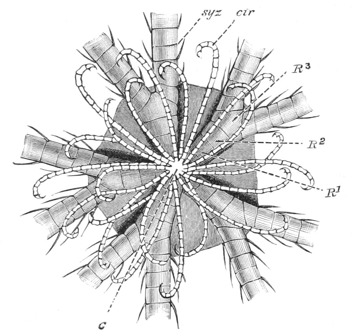 fig265